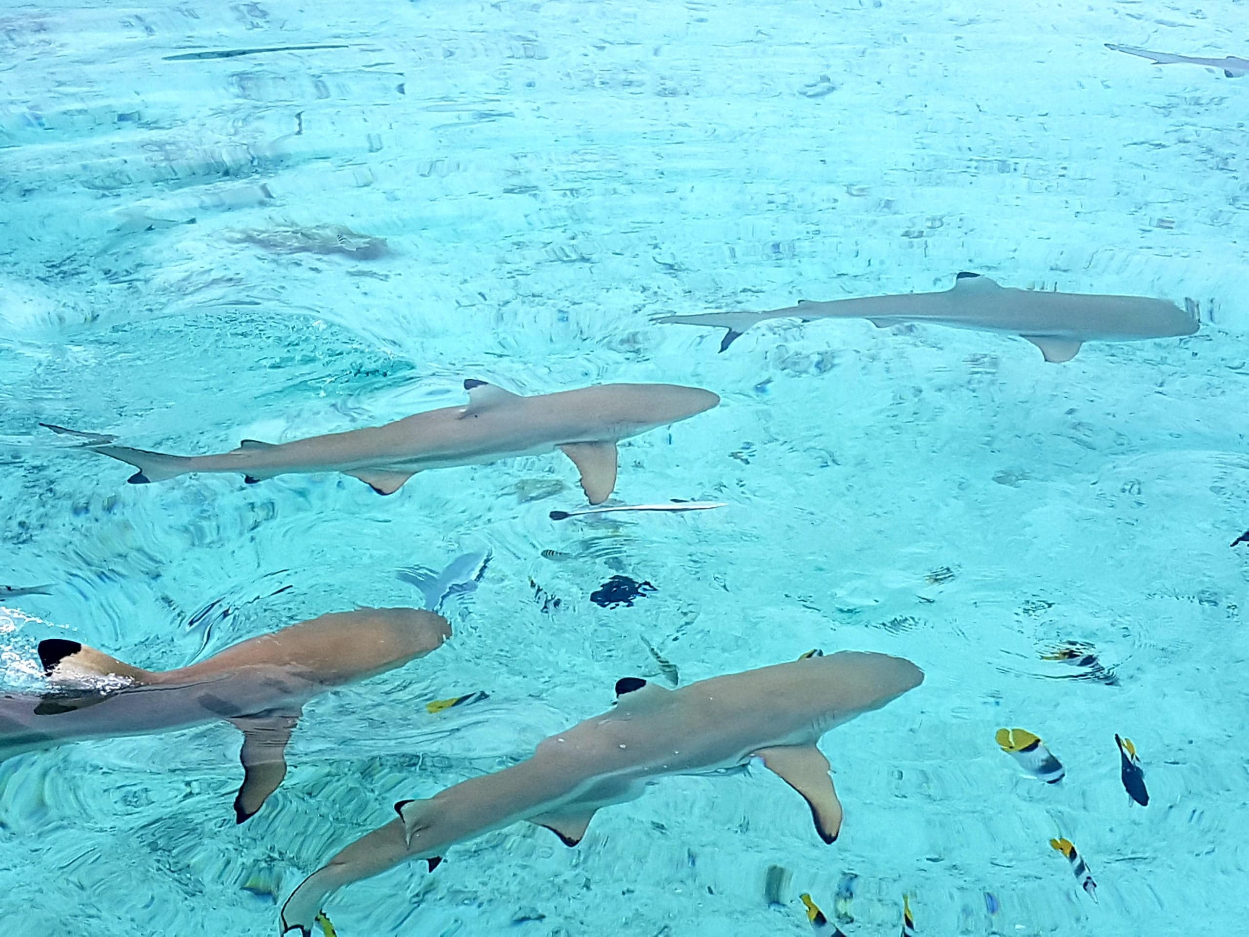 Tahaa Lagoon Tahaa Lagoon
